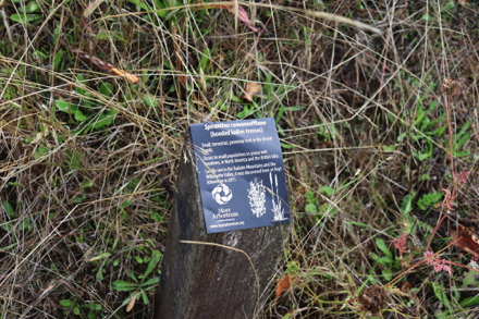 Short plant identification signage – plant ID signs throughout trail system
